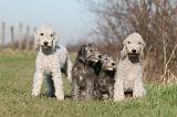 BEDLINGTON TERRIER 180